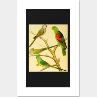 1878 naturalist image of Australian parakeets Posters and Art